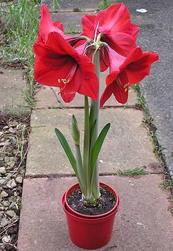 Hippeastrum.jpg