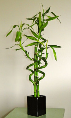 lucy-bamboo.jpg