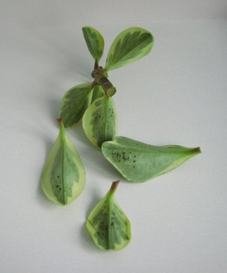 peperomia 002.jpg