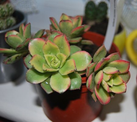 aeonium haworthii variegata.JPG