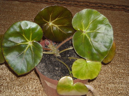 begonia erythrophylla.JPG