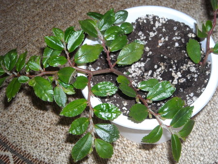 begonia fuchsioides.JPG