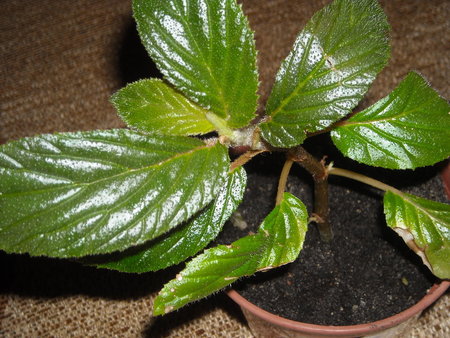 begonia ulmifolia.JPG