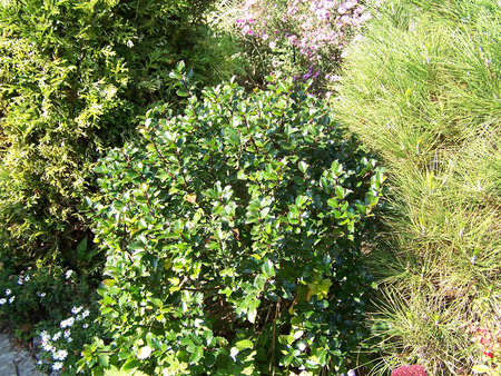 Ilex meserveae 'Blue Prince'.jpg