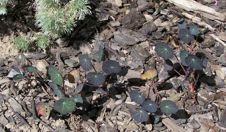 Tropaeolum majus.jpg