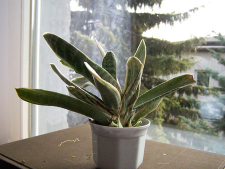 Gasteria gracilis 'Variegata'.jpg