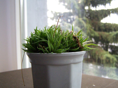 Haworthia angustifolia v liliputana.jpg