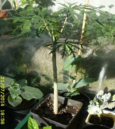 Jatropha multifida skończyła roczek.JPG