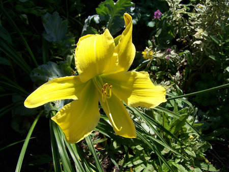 Hemerocallis 'Yellow Mammoth'.jpg