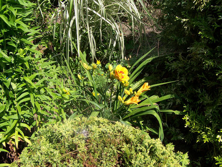 Hemerocallis 'Tigerling'.jpg