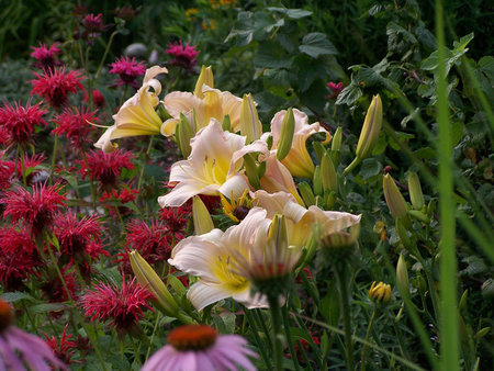 Hemerocallis 'Catherine Woodbury'.jpg