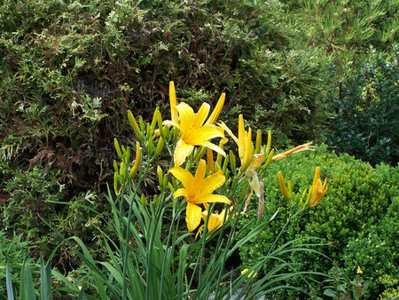 Hemerocallis ' 'Ways' '.jpg