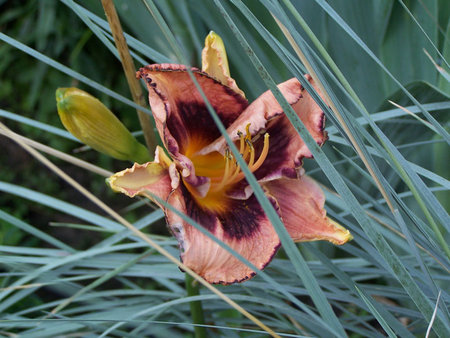 Hemerocallis 'Awesome Blossom'.jpg