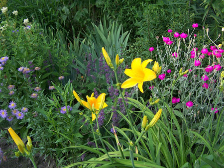 Hemerocallis 'Aten'.jpg