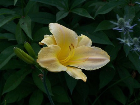 Hemerocallis siewka Waldka.jpg