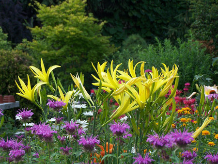 Hemerocallis citrina.jpg