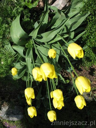 tulipany-odm-golubska.jpg
