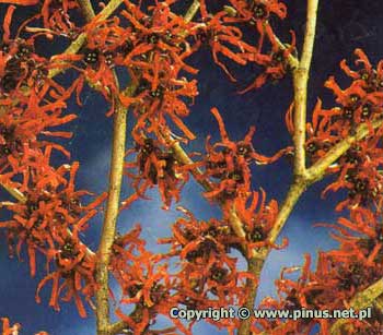 hamamelis_intermedia_diane_hl[1].jpg