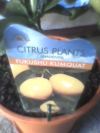 fukushu kumquat tabliczka.jpg