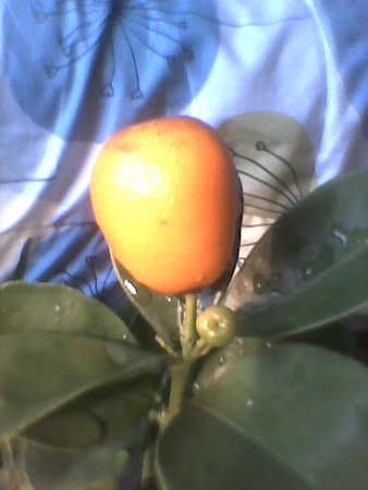 fukushu kumquat owoc.jpg