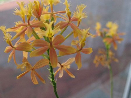 nr2 epidendrum-radicans-Ballerina.jpg