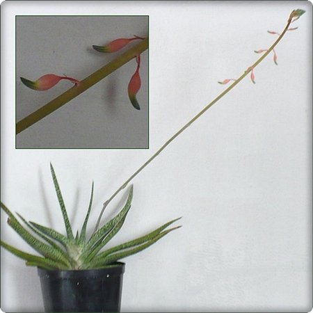 gasteria.JPG