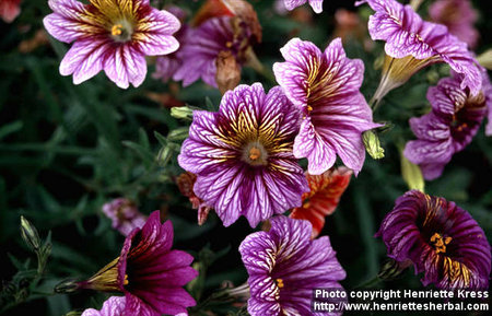 salpiglossis-sinuata-1.jpg