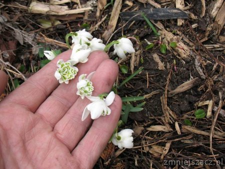 sniezyca-przebisnieg-Flora-plena.jpg