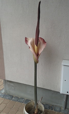 Amorphophallus rivieri.jpg