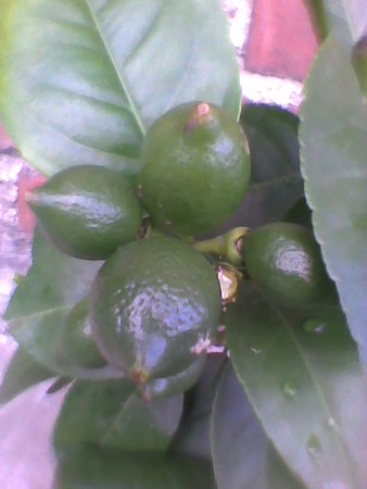 Cytrus Vulcan Lemon (forma pienna) niedojrzałe owoce.jpg