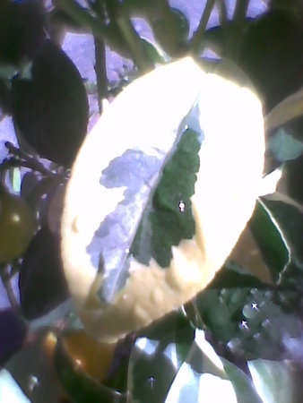 Cytrus Kalamondyna Variegata (forma pienna) liść.jpg