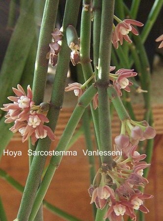 HOYA SARCOSTEMMA VANLESSENI.jpg