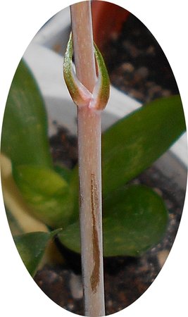 azGasteria 2015-04-28 021.jpg