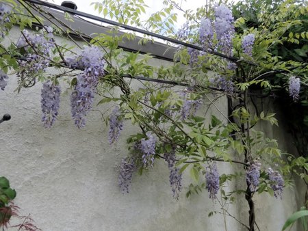 wisteria.jpg