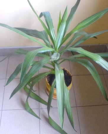 Dracena czy juka.JPG