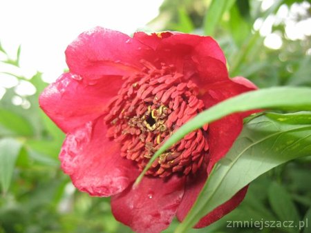 peonia krzewiasta1.jpg