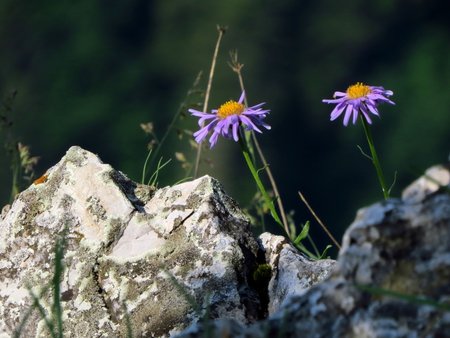 aster alpejski.jpg