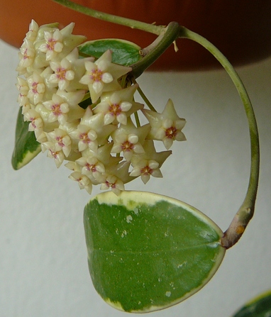 hoya parasitica Variegata (2).JPG