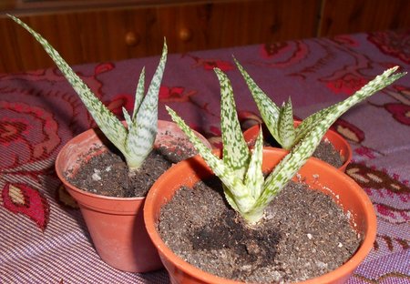 azAloes 2015-07-07 4107.JPG