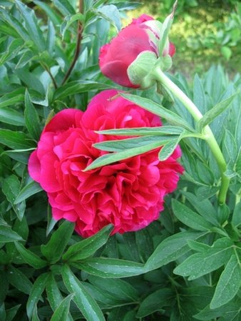 peonia majowa.jpg