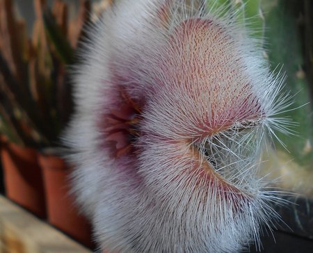 04azStapelia 2015-10-03 5966b.JPG