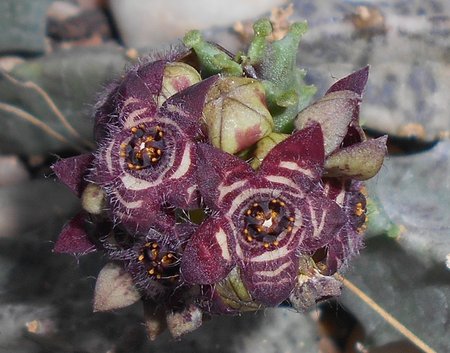 07azCaralluma 2015-10-03 5984.JPG