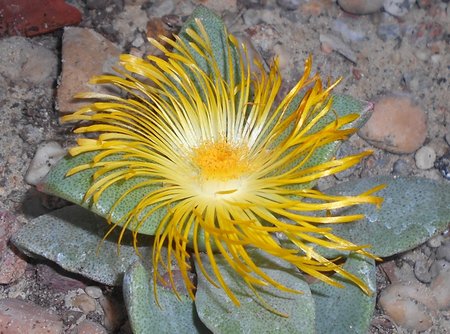 08azPleiospilos 2015-10-03 5980.JPG