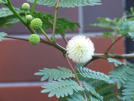 leucaena 2.jpg