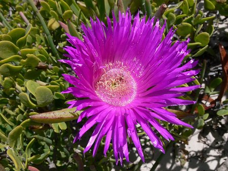 Carpobrotus_acinaciformis-P1020551.jpg