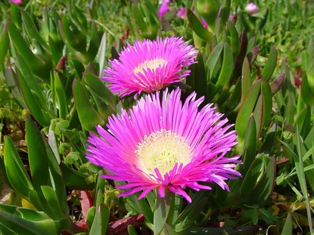 Carpobrotus_edulis_a.jpg