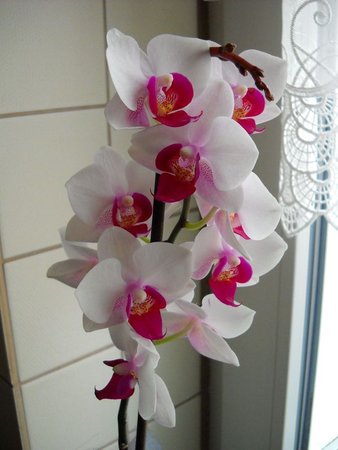 Phalaenopsis.jpg