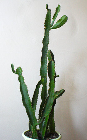 Euphorbia triangularis 7.jpg