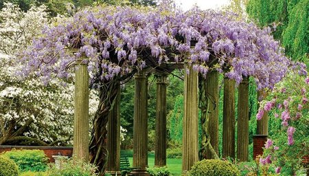 Wisteria-on-pergola.jpg