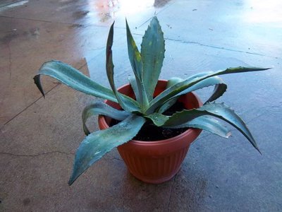 aloes.jpg